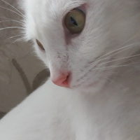 Van Kedisi, Kedi  Bihter fotoğrafı