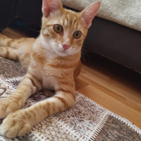 Tekir Kedi, Kedi  Midas fotoğrafı