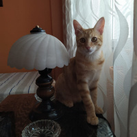 Tekir Kedi, Kedi  Midas fotoğrafı