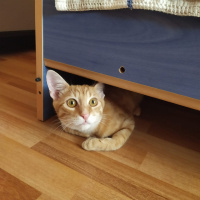 Tekir Kedi, Kedi  Midas fotoğrafı