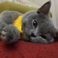 British Shorthair, Kedi  MİNA fotoğrafı