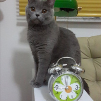 British Shorthair, Kedi  MİNA fotoğrafı
