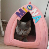 British Shorthair, Kedi  MİNA fotoğrafı