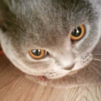 British Shorthair, Kedi  MİNA fotoğrafı