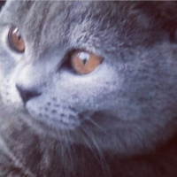 British Shorthair, Kedi  MİNA fotoğrafı