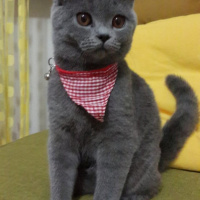 British Shorthair, Kedi  MİNA fotoğrafı