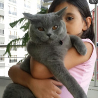 British Shorthair, Kedi  MİNA fotoğrafı