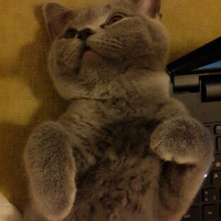 British Shorthair, Kedi  MİNA fotoğrafı