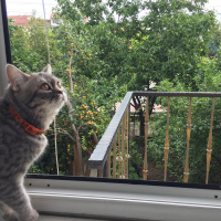 British Shorthair, Kedi  Duman fotoğrafı