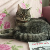 British Shorthair, Kedi  Duman fotoğrafı