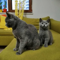 British Shorthair, Kedi  CESUR fotoğrafı