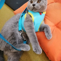 British Shorthair, Kedi  CESUR fotoğrafı