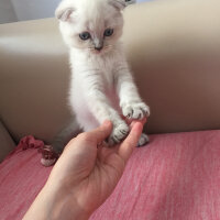 Scottish Fold, Kedi  Dudu fotoğrafı