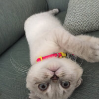 Scottish Fold, Kedi  Dudu fotoğrafı