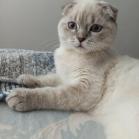 Scottish Fold, Kedi  Dudu fotoğrafı