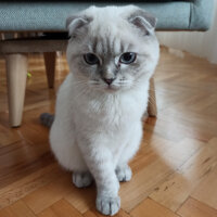 Scottish Fold, Kedi  Dudu fotoğrafı