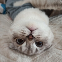 Scottish Fold, Kedi  Dudu fotoğrafı