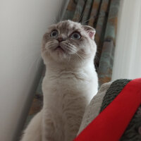 Scottish Fold, Kedi  Dudu fotoğrafı