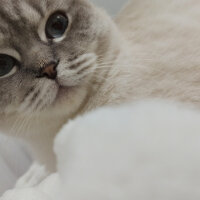 Scottish Fold, Kedi  Dudu fotoğrafı