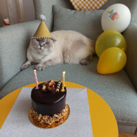 Scottish Fold, Kedi  Dudu fotoğrafı