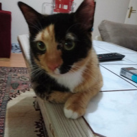 Tekir Kedi, Kedi  SAHİL fotoğrafı