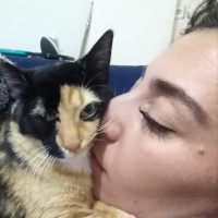 Tekir Kedi, Kedi  SAHİL fotoğrafı