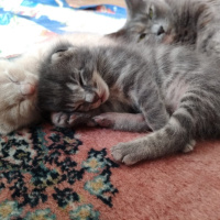 Tekir Kedi, Kedi  SAHİL fotoğrafı