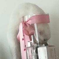 Ankara Kedisi, Kedi  Marla fotoğrafı