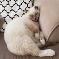 Scottish Fold, Kedi  Joker fotoğrafı