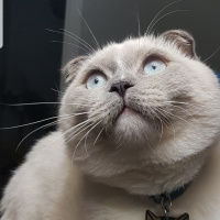 Scottish Fold, Kedi  Joker fotoğrafı