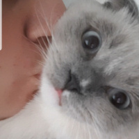 Scottish Fold, Kedi  Joker fotoğrafı