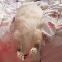 Scottish Fold, Kedi  Joker fotoğrafı
