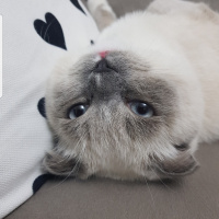 Scottish Fold, Kedi  Joker fotoğrafı