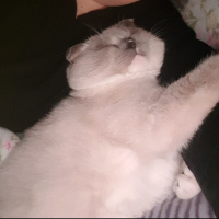 Scottish Fold, Kedi  Joker fotoğrafı
