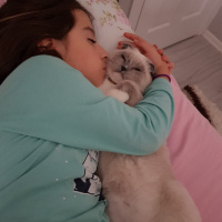 Scottish Fold, Kedi  Joker fotoğrafı