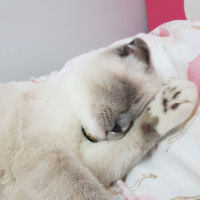 Scottish Fold, Kedi  Joker fotoğrafı