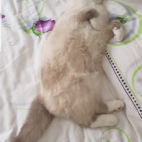 Scottish Fold, Kedi  Joker fotoğrafı