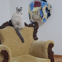 Scottish Fold, Kedi  Joker fotoğrafı