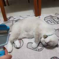 Scottish Fold, Kedi  Joker fotoğrafı