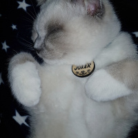 Scottish Fold, Kedi  Joker fotoğrafı