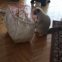 Scottish Fold, Kedi  Joker fotoğrafı