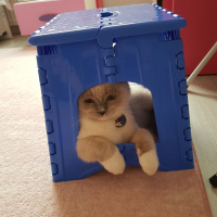 Scottish Fold, Kedi  Joker fotoğrafı