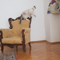 Scottish Fold, Kedi  Joker fotoğrafı