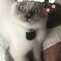 Scottish Fold, Kedi  Joker fotoğrafı