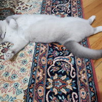 Scottish Fold, Kedi  Joker fotoğrafı