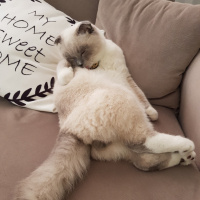 Scottish Fold, Kedi  Joker fotoğrafı