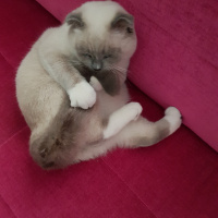 Scottish Fold, Kedi  Joker fotoğrafı