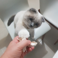 Scottish Fold, Kedi  Joker fotoğrafı