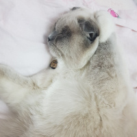Scottish Fold, Kedi  Joker fotoğrafı