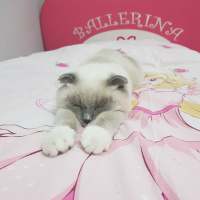 Scottish Fold, Kedi  Joker fotoğrafı